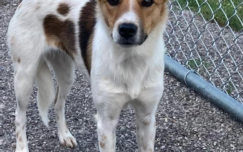 Photo by Lisa Carroll/Animal Welfare Coordinator, City of Elgin Animal Shelter