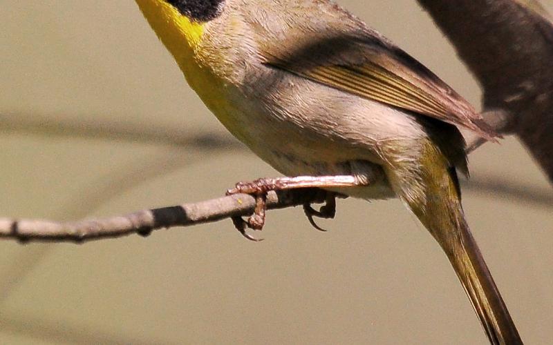 Photo by Randy Mitchell An adult male common yellowthroat perches on the branch of a shrub. Note the yellow throat, and black face mask bordered by white.