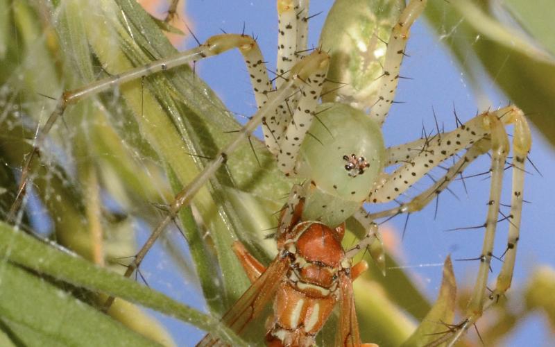 Photo by Randy Mitchell A green lynx spider consumes a wasp it captured and killed just moments before I took this photo. Note the light green cephalothorax and overall green appearance.