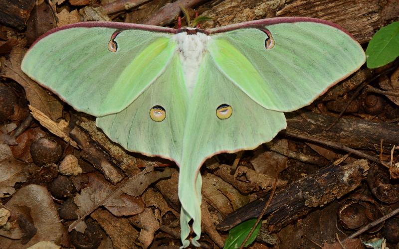 Photo by Randy Mitchell A luna moth spreads its wings on a forest floor. Notice the overall pale green appearance and spots which resemble eyes on each of its forewings and hind wings.