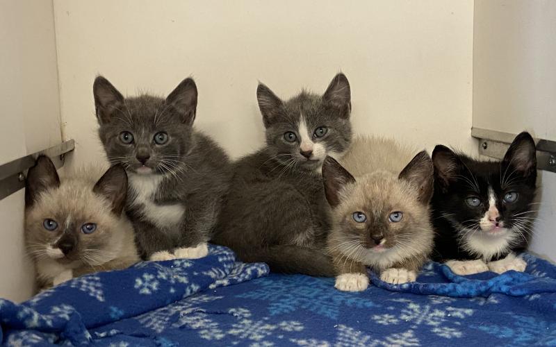 This litter of nursing kittens at the Elgin Animal Shelter will be available for adoption once they are weened. Photo by Lisa Carroll