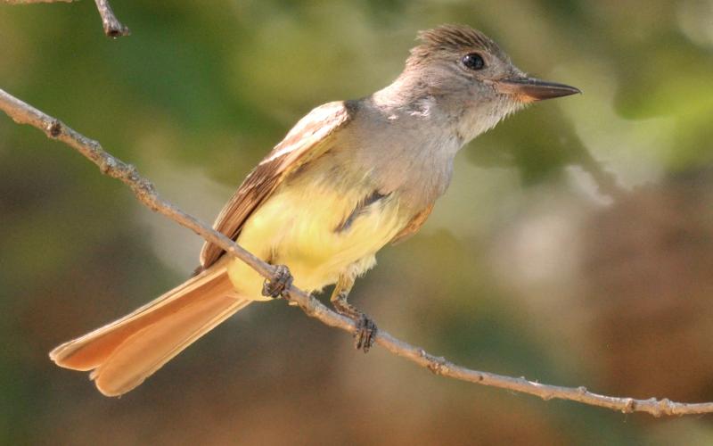 Photo by Randy Mitchell A great crested flycatcher perches on a dead tree branch. Note the reddish tail, banana yellow belly and light gray chest.