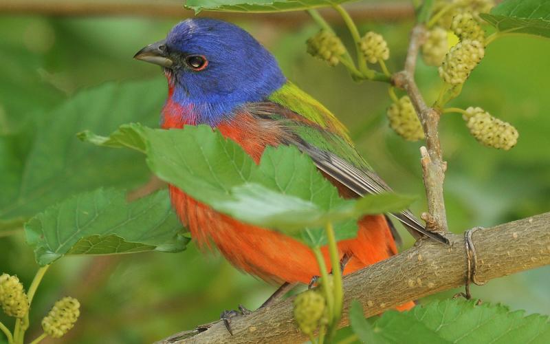 Photo by Randy Mitchell A male painted bunting perches on a tree branch.
