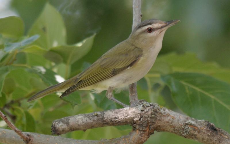 A red-eyed vireo perches in a tree. Note the red eyes, olive green back, and white, gray and black head pattern. Photo by Randy Mitchell