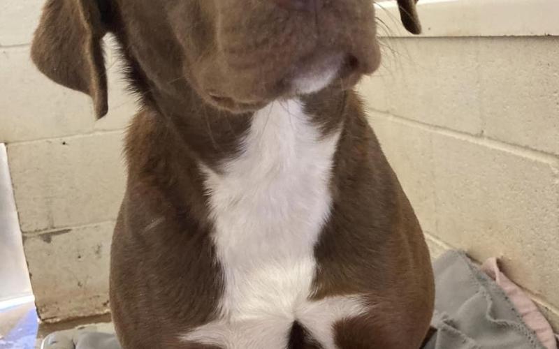 Photo by Lisa Carroll/Animal Welfare Coordinator, City of Elgin Animal Shelter