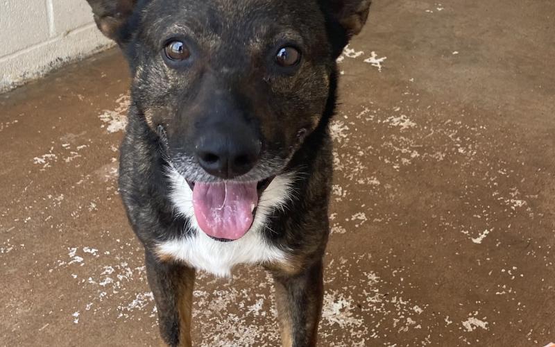 Photo By Lisa Carroll/City of Elgin Animal Shelter