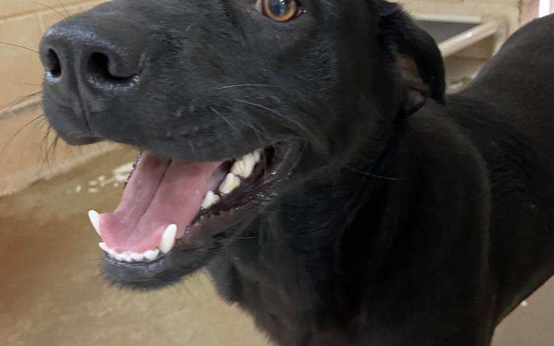 Photos by Lisa Carroll, Elgin Animal Welfare Coordinator