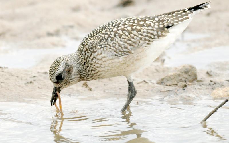 Photo by Randy Mitchell A juvenile black-bellied plover rinses off a worm it has pulled from the mud. I snapped this photo in September 2019 near a large lake. An adult in the fall will look similar to this, but with a lighter (mostly white) belly and breast, and the markings on the back and wings will be less crisp.