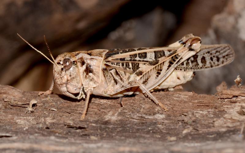 Photo by Randy Mitchell A female wrinkled grasshopper clings to a piece of wood. Note the large head and bulky body. Note the overall beige coloring, with brown, leopard-like spots on the wings and legs.