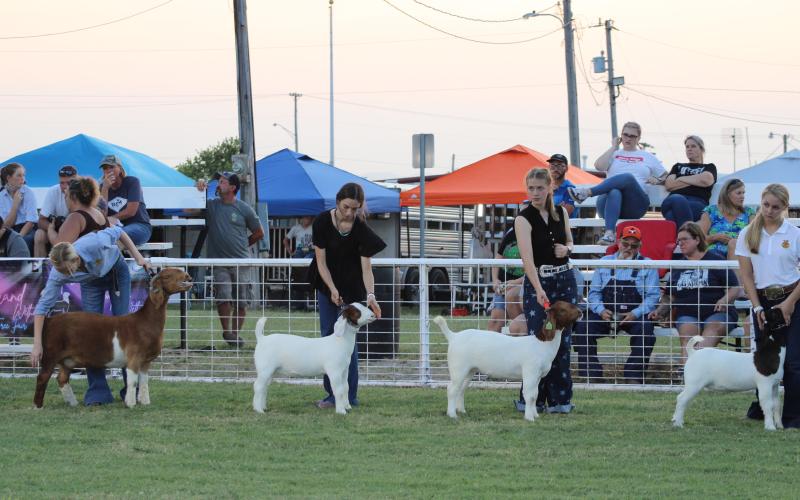 Youths show off their goats during the 2021 Fletcher Free Fair. Antique ranching and farm equipment, baked goods, horticulture and floral arrangements, live music and more bring between 1,500 and 2,000 visitors to the Fletcher Fairgrounds. Photos courtesy of Kashen Urban