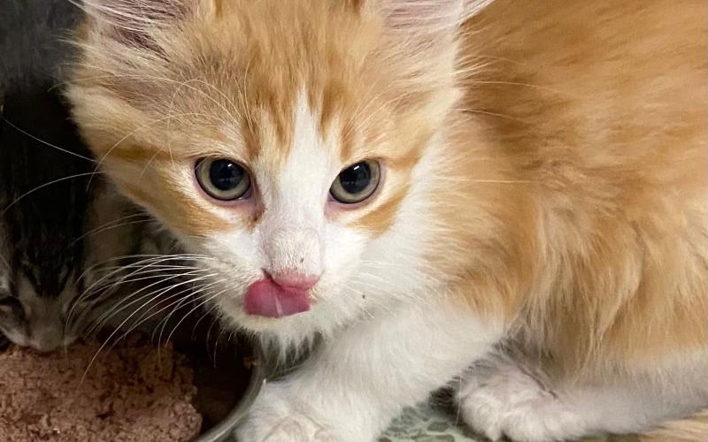 Photos by Lisa Carroll, Elgin Animal Welfare Coordinator