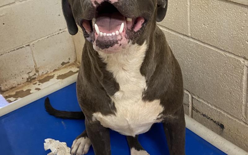 Photos by Lisa Carroll, Elgin Animal Welfare Coordinator