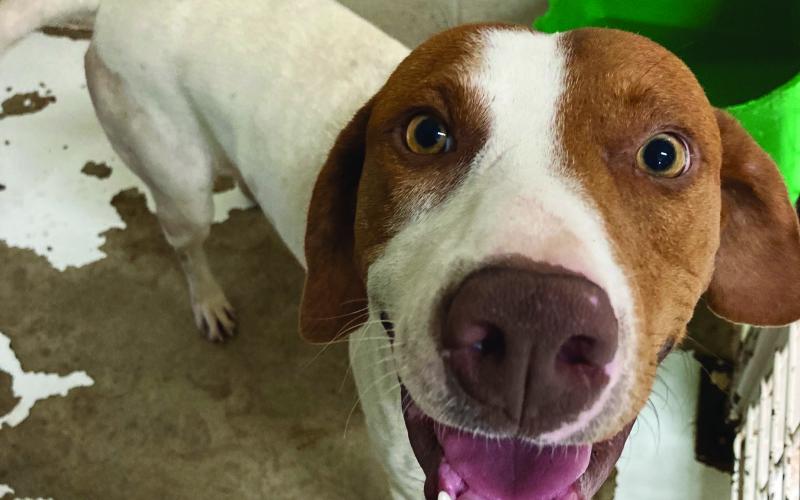 Photos by Lisa Carroll, Elgin Animal Welfare Coordinator