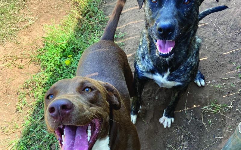 Photos by Lisa Carroll, Elgin Animal Welfare Coordinator