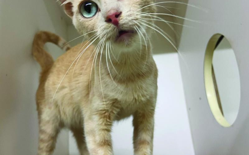 Photos by Lisa Carroll, Elgin Animal Welfare Coordinator