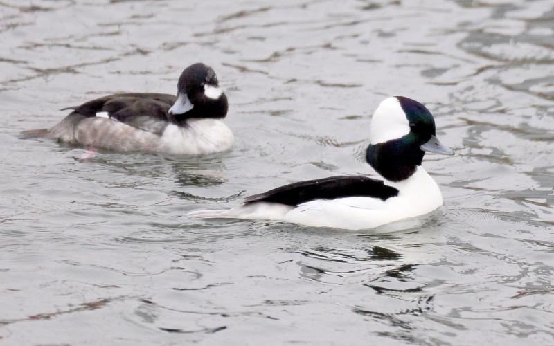Photo by Randy Mitchell A male, right, and female bufflehead swim along on a cloudy day. Note the large white patch of the male which runs from about each eye around the back of the head. Although the male’s head is black, when the sun shines on the dark coloring, it has a purple and green iridescence which is quite spectacular. 