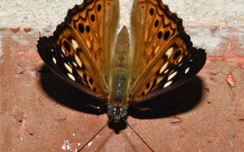 A hackberry emperor butterfly clings to a brick wall. Note the overall orange color with dark coloring on the outer portions of the forewings. This individual is almost certainly a male as females are more faded and have less orange coloring. Also note the large black spot surrounded by an orange ring on each forewing. The similar in appearance tawny emperor does not have those spots on the forewings. Photo by Randy Mitchell