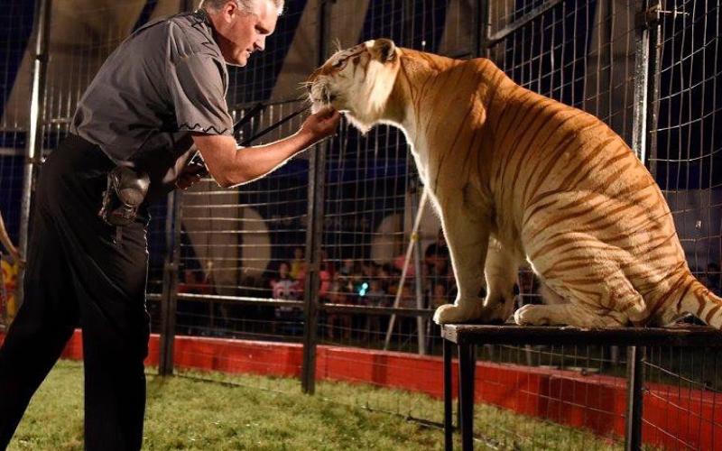 Tigers and lions are always a thrilling part of the circus, which will arrive in Fletcher on Oct. 2. Photo courtesy of Culpepper &amp; Merriweather Circus