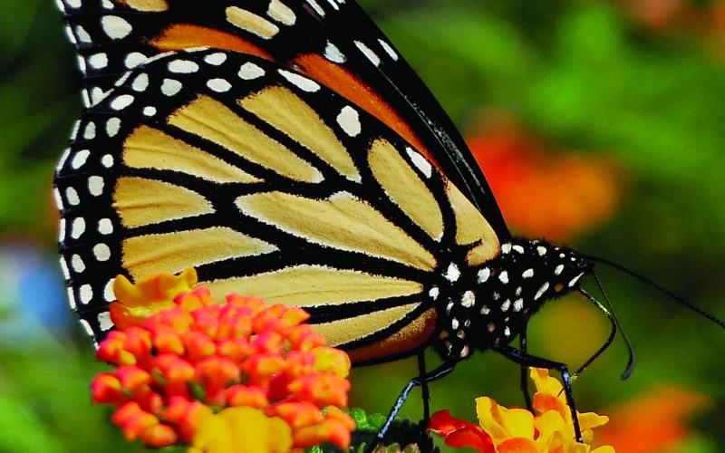 Photo by Randy Mitchell A monarch butterfly drinks nectar from flowers. 