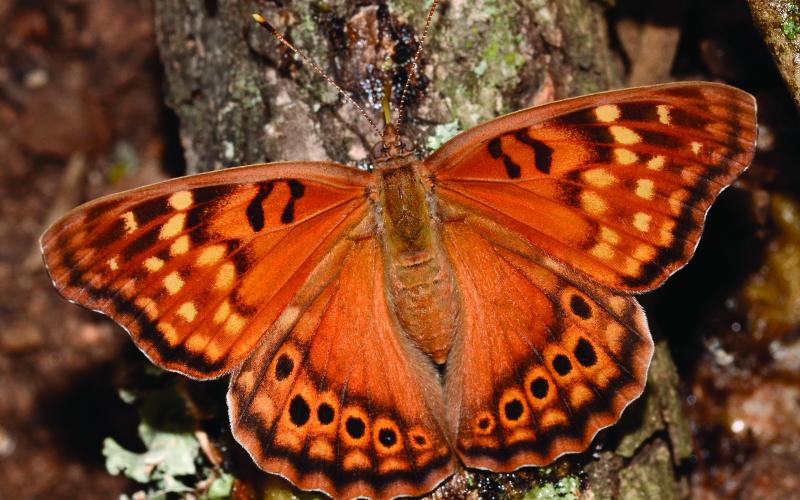 Photo by Randy Mitchell A tawny emperor butterfly perches on a branch. Note the various shades of orange, along with the two black bars at the front of each forewing. This aids in distinguishing this butterfly from the closely related hackberry emperor.