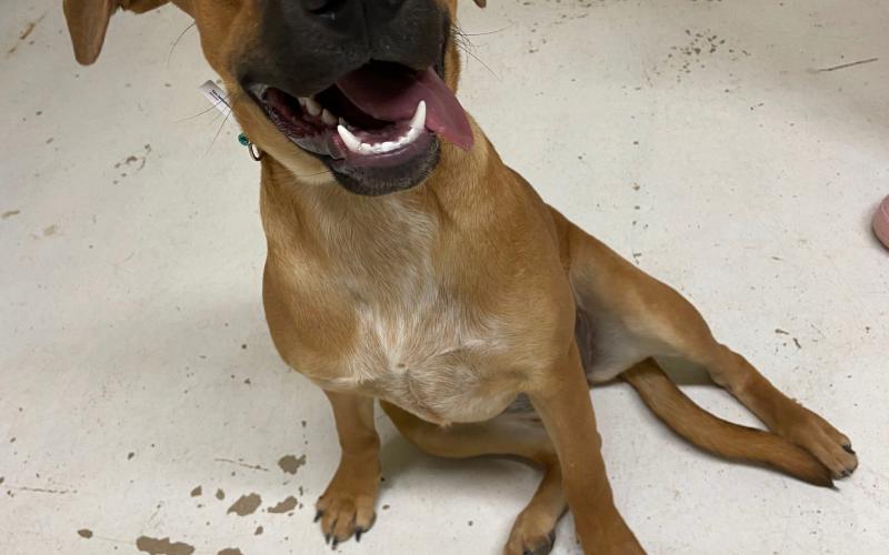 Photos by Lisa Carroll, Elgin Animal Welfare Coordinator