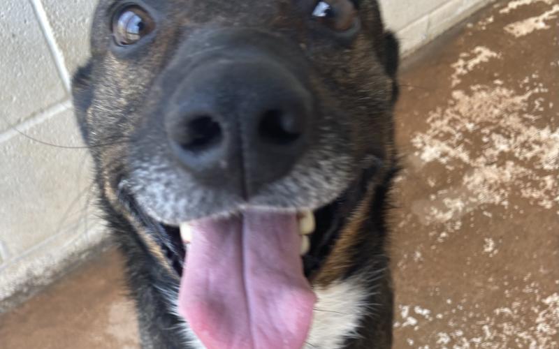 Marcus – 3-year-old mixed breed