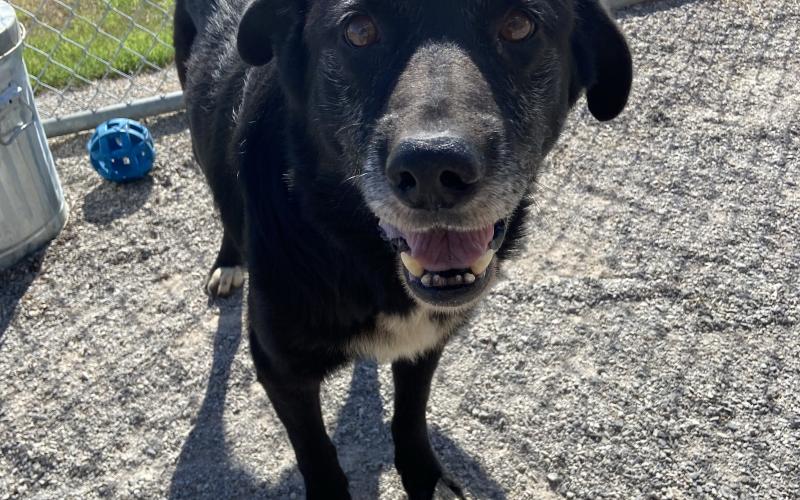 Bear - 12-year-old Labrador Retriever mix