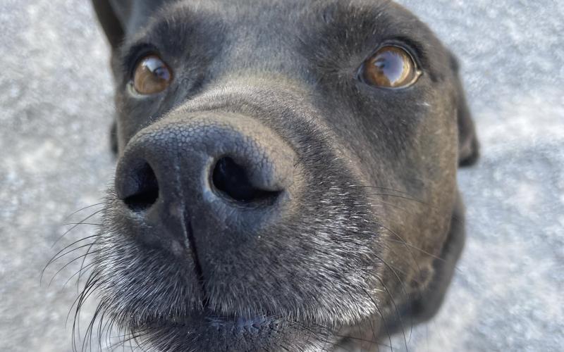 Maribell – 7-year-old Labrador Retriever mix