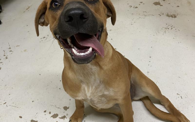 Peggy Sue - 8-month-old Rhodesian Ridgeback mix