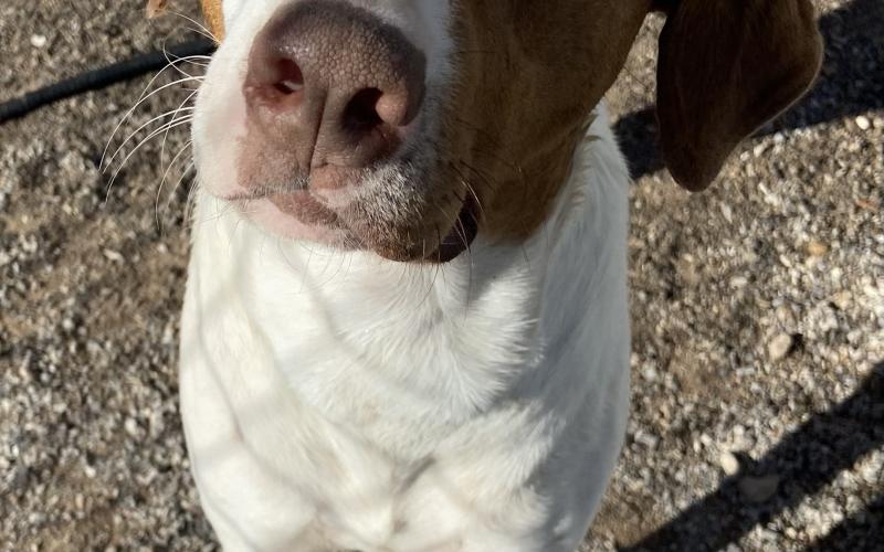 Hunter - 2-year-old Pointer mix