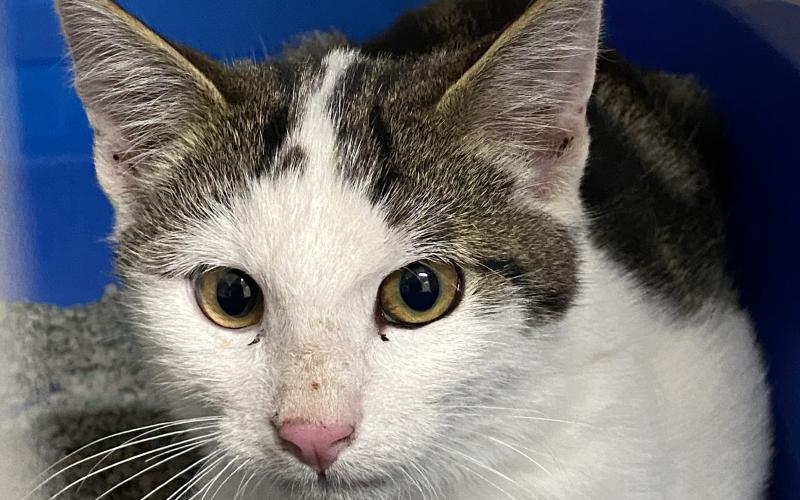 Jinx - 4-month-old semi-feral domestic shorthair