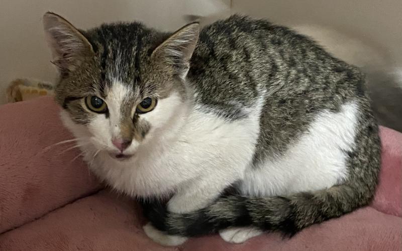 Jace – 4-month-old semi-feral domestic shorthair