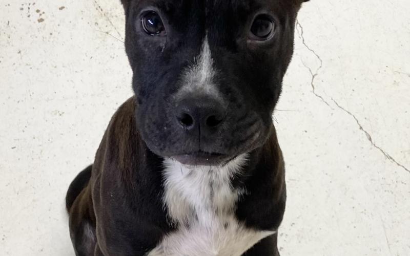 Baby Yoda – 4-month-old Pit Bull Terrier mix