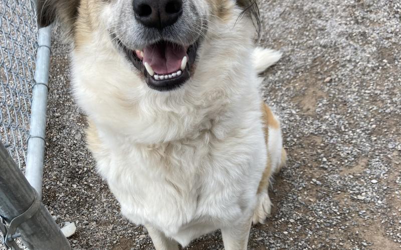 Sandi - 2-year-old mixed breed