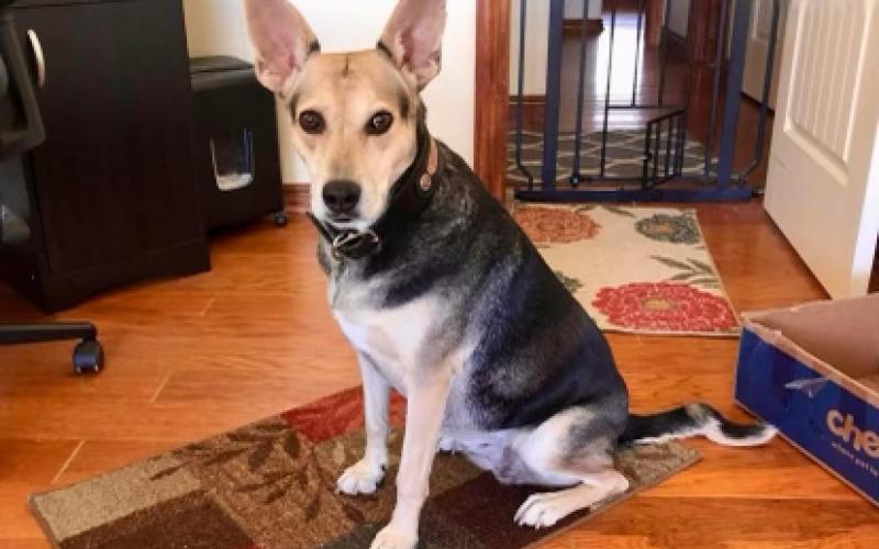 Layce – 6-year-old Shepherd mix