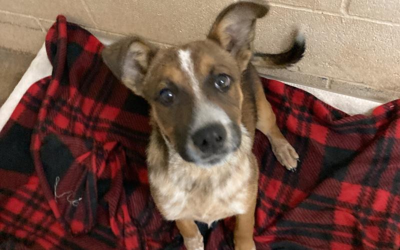 Dodger - 4-month-old heeler mix (adopted)