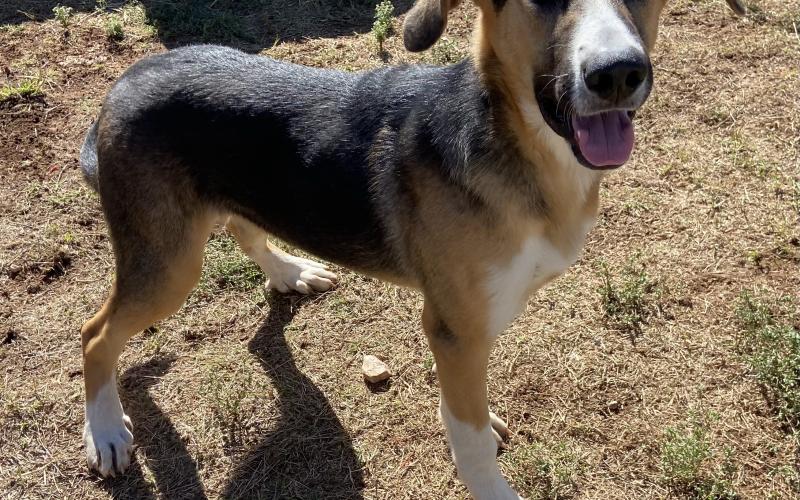Cheyenne – 10-month-old Shepherd/Pyrenees mix