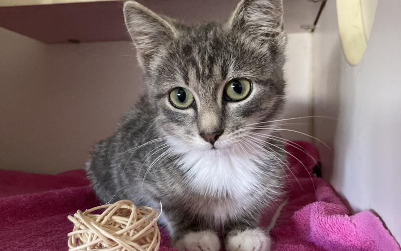Gypsy - 4-month-old domestic shorthair