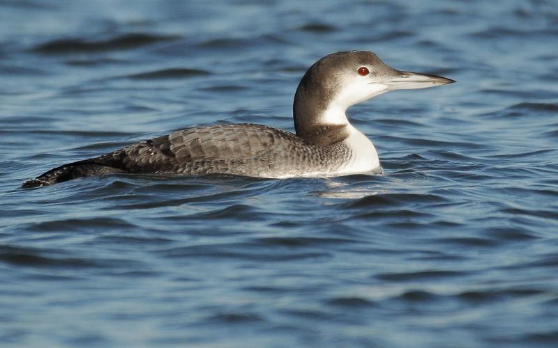 A common loon floats along the surface of an Oklahoma lake in winter. This shot really shows the winter plumage of these birds. The back is gray in color, and the neck, which is black in summer, is dark gray with a white throat. The beak is also drabber in the winter. Also, take note of the red eyes of this bird. The red coloring is even more brilliant in the summer. PHOTO BY RANDY MITCHELL
