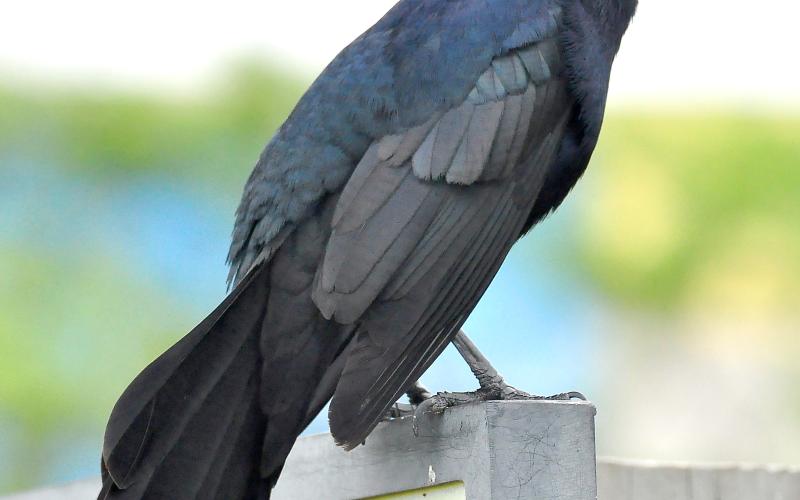 Randy Mitchell | Southwest Chronicle Above, A male great-tailed grackle perches on a sign. Notice the elongated tail and iridescent purple and black coloring.