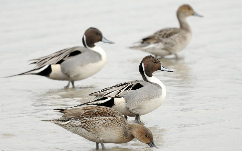 Male and female northern pintails walk along in shallow water and skim for food. Take note of the males’ chocolate brown heads and long tails. Females are mottled with various shades of brown. RANDY MITCHELL | SOUTHWEST CHRONICLE