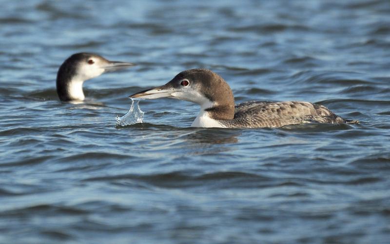Common loons float on the surface of Lake Hefner in Oklahoma City in between dives to catch fish. To lure these birds closer to my location on the bank, I made loon calls with my voice. The calls were pretty pathetic, but it was enough to spark the birds’ curiosity and they did venture quite close to see what was going on. Perhaps they thought I was a giant loon dying from something. Also, no one was around to hear my terrible calls! PHOTO BY RANDY MITCHELL