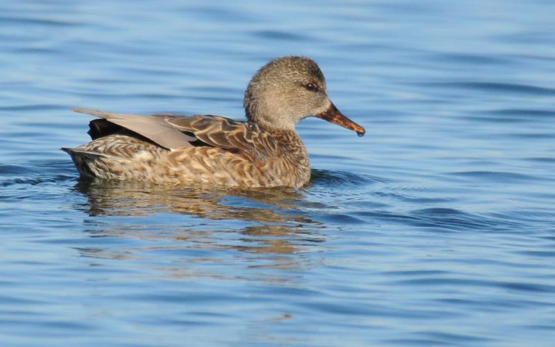 A female gadwall floats along in a lake. Take note of the steeply sloped forehead and thin bill. The similar-looking female mallard has a slightly thicker bill, iridescent blue speculums the forehead is not as steep. PHOTO BY RANDY MITCHELL