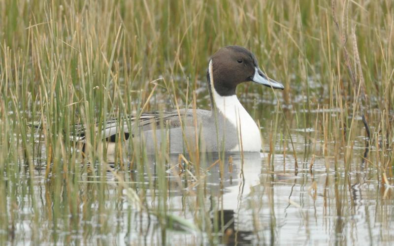 A male northern pintail floats along in a marsh, one of its preferred habitats. RANDY MITCHELL | SOUTHWEST CHRONICLE