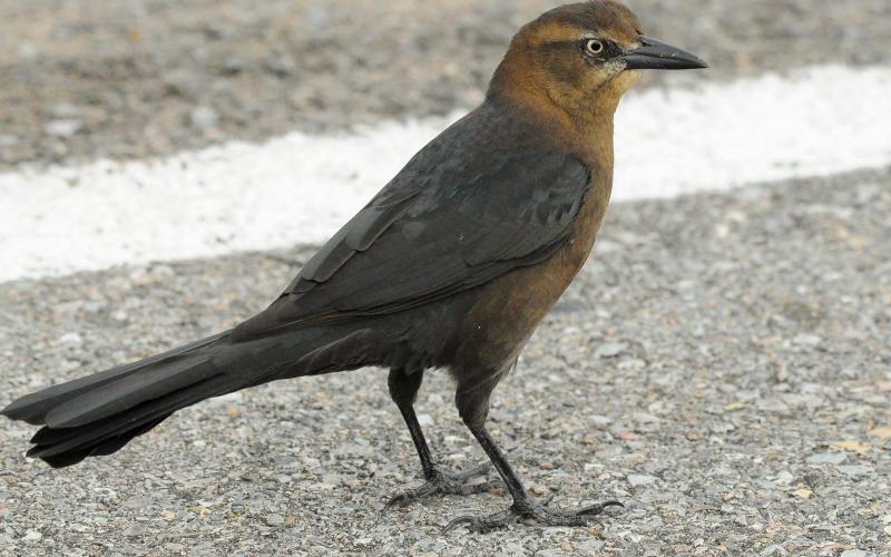 Randy Mitchell | Southwest Chronicle A female great-tailed grackle hangs out in a parking lot. Notice the golden-brown coloring. The female is also a bit smaller than the male, and has a shorter tail.