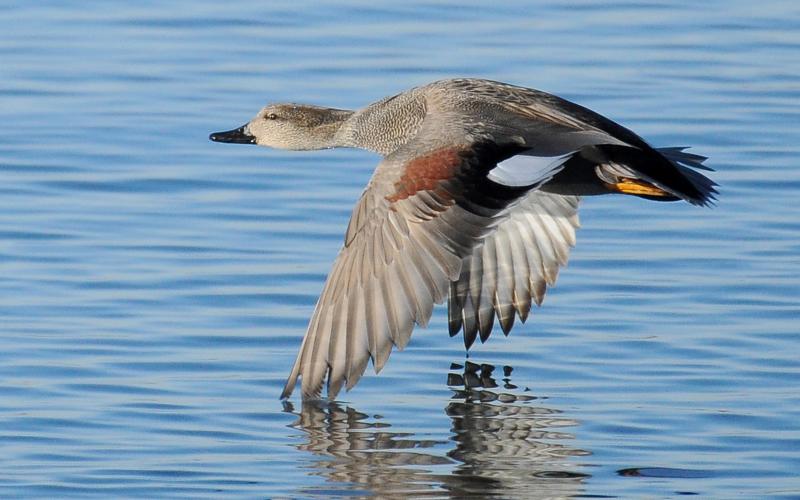 A male gadwall in flight. Note the patches of brown, black and white on the back of the wings near the body. PHOTO BY RANDY MITCHELL