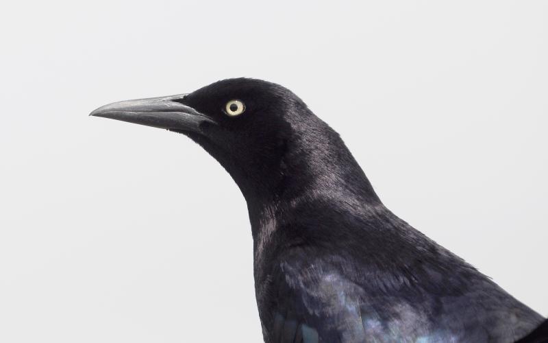 Randy Mitchell | Southwest Chronicle In this close-up shot of a male great-tailed grackle, notice the long beak, bright yellow eyes, and iridescent black-and-purple coloring
