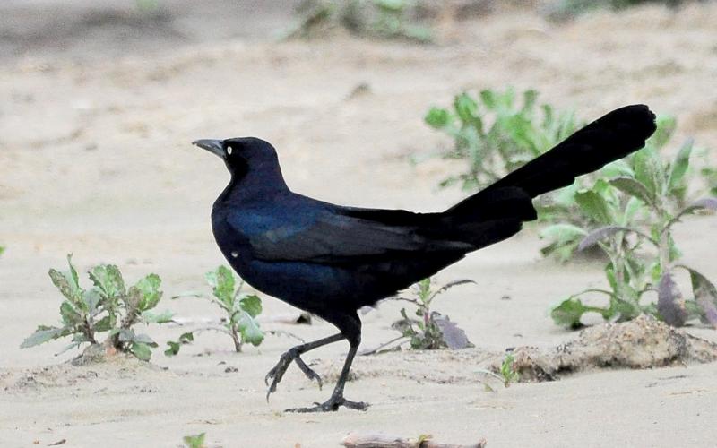 Randy Mitchell | Southwest Chronicle This photo of a male great-tailed grackle strolling on a beach is a good example of how this species received its common name.