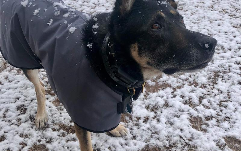Wearing a protective cover, Bekah Fountain’s dog, Senbei, enjoys his first snow. BEKAH FOUNTAIN