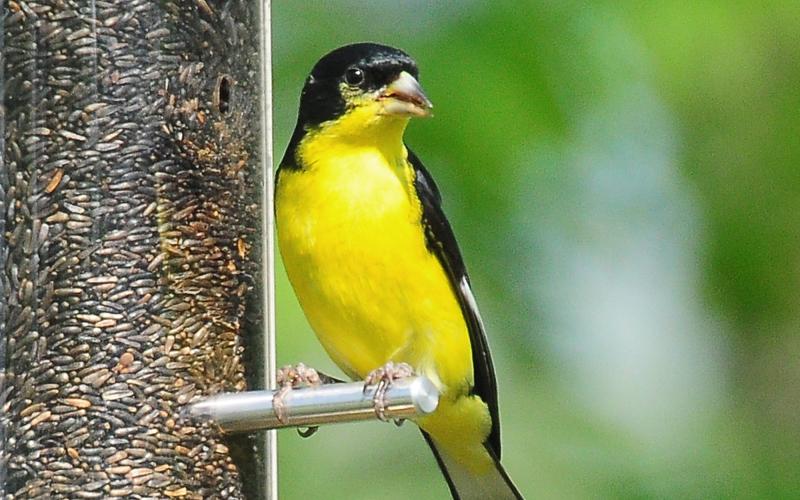 A male lesser goldfinch consumes Nyjer seed from a feeder. Note the black coloring on the back and head. The black fades in winter, but the male often keeps a black cap. Also note the notched tail. RANDY MITCHELL | SOUTHWEST CHRONICLE